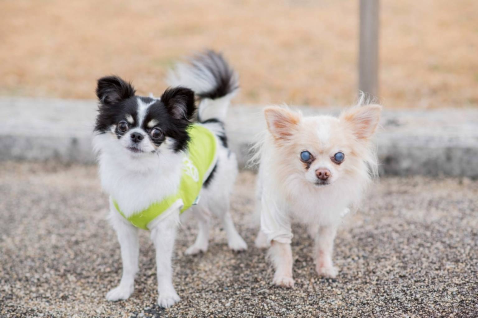 わんちゃんファーストの空間